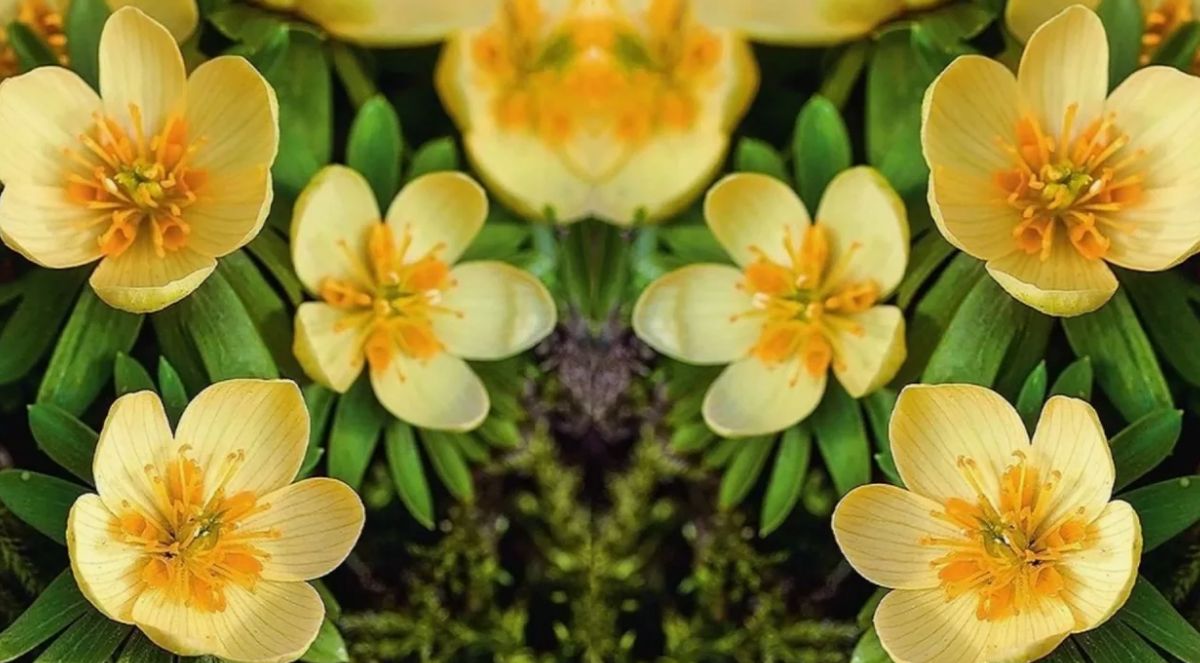 Первый цветок весны: встречайте эрантис