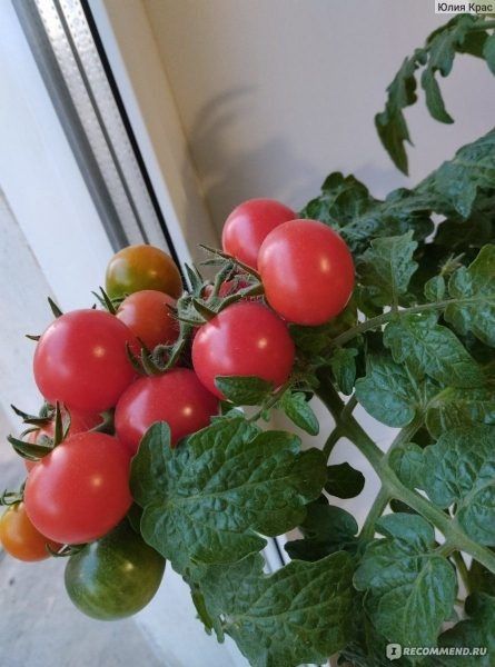 Томаты для маленьких пространств: открываем секреты Балконного красного