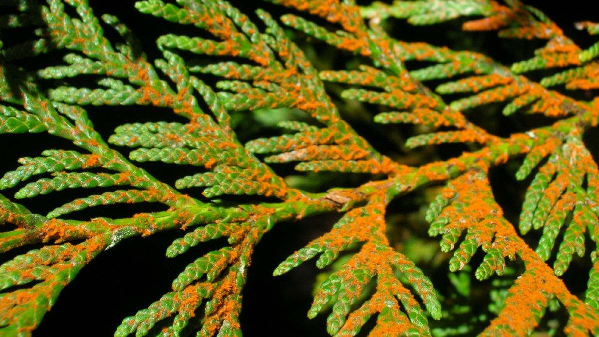 Почему туи теряют свою зелень и как их спасти: распознаем болезни и стрессовые ситуации