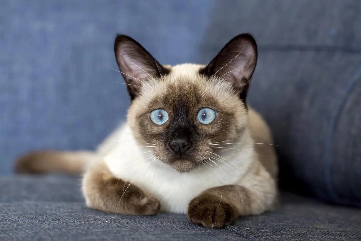 ������ ����������� ����: 12 �����, ������� ����������� ������