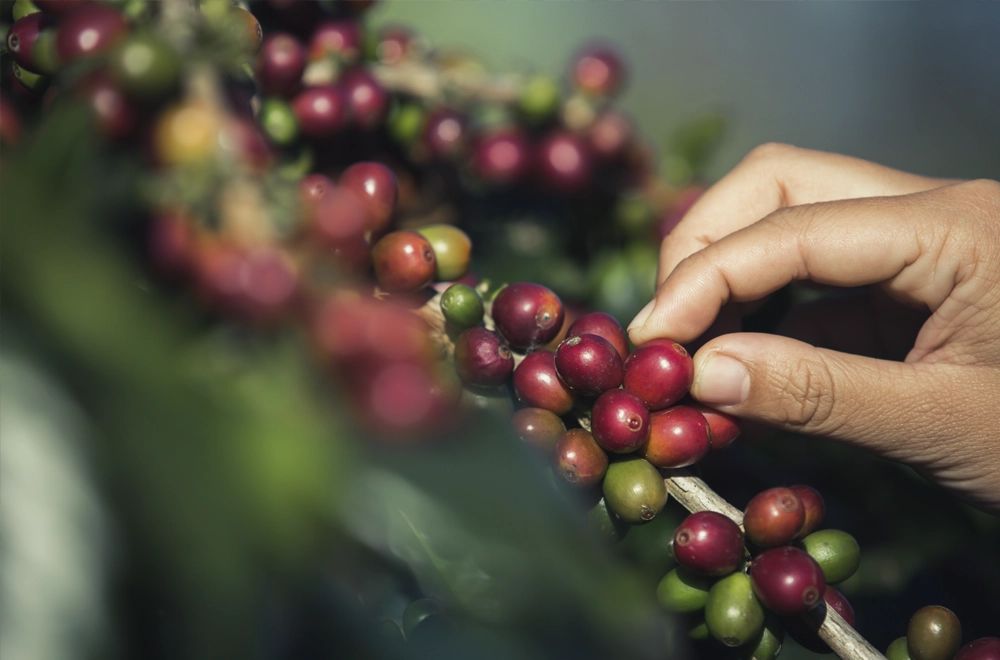 ����������� ����: �� ������� �� �����