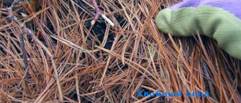 ������� ����: ����������� ��������� � �������� �������� ��������