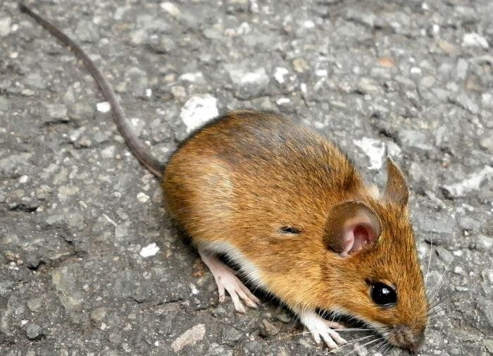 Эффективные травяные средства для борьбы с мышами на даче