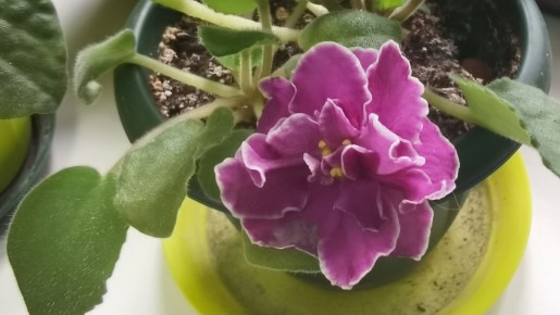 Как домашние фиалки цветут зимой благодаря специальному освещению