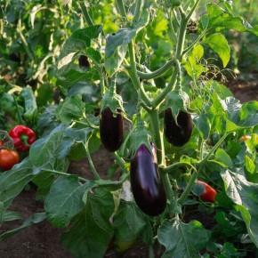 Секрет щедрого урожая баклажанов: чем и когда подкармливать летом, чтобы плоды были крупными и вкусными