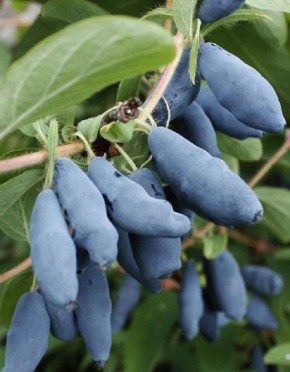 ��� ��������� ������������ �����: �������� ��������� �������