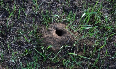 Как собака спасает огород от землероек и кротов: удивительная история соседей