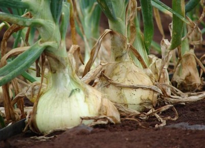 Как продлить жизнь лука: секреты против гнили и хранения