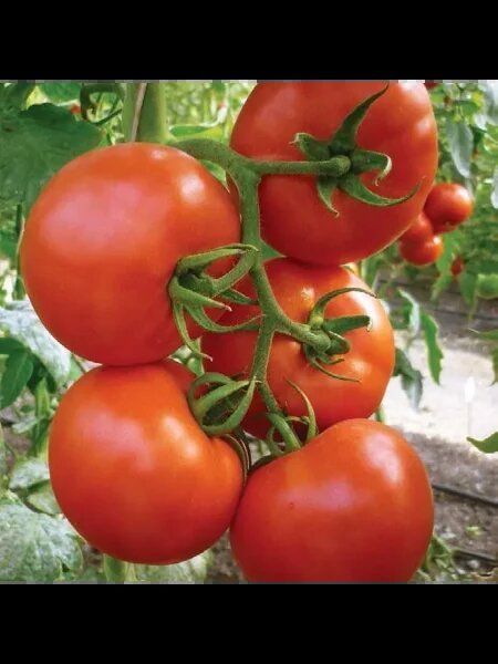 Томат Океан: секреты успеха высокоурожайного сорта для вашего сада