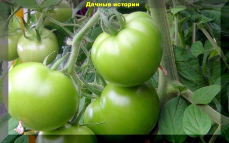 Дрожжевая подкормка для томатов: секреты, которые изменят ваш урожай