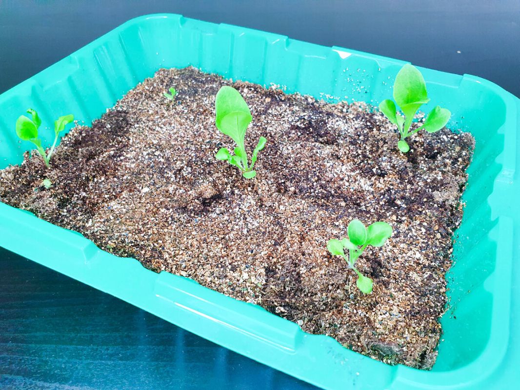 ��� ������� ��������� �������: ������� � ����������� ������