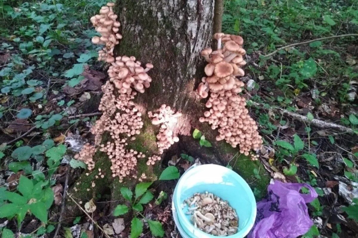 ������� ��� � ��������� ������: ������� ������ �������� 12 ����� ����