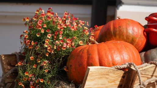 Польза тыквы: чего можно ожидать, если есть её каждый день
