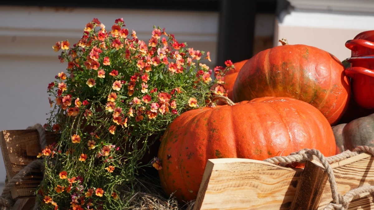 Польза тыквы: чего можно ожидать, если есть её каждый день