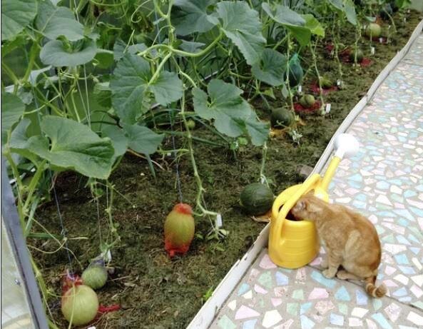 Как правильно подготовить рассаду для дыни в теплице