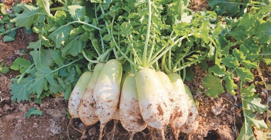 ���� � ��������� �����: ��� �������� � ������ ��� ��� �������