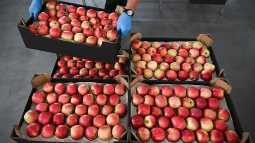 Сколько стоит сельхозпродукция: детали закупок от Белкоопсоюза