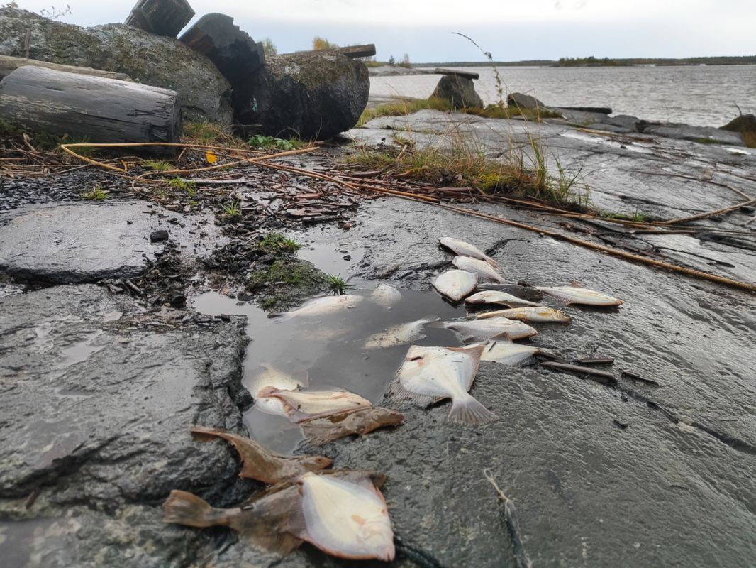 ��������� �������: ���� �� ����� ���������� ��������