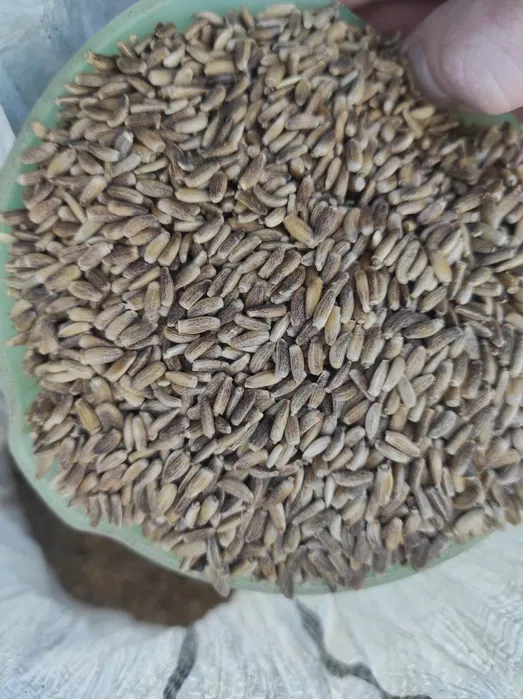 Расторопша: полезная трава или потенциальная угроза?