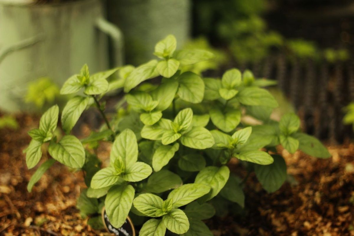 ����� ������������ ����: ������, ������� �������