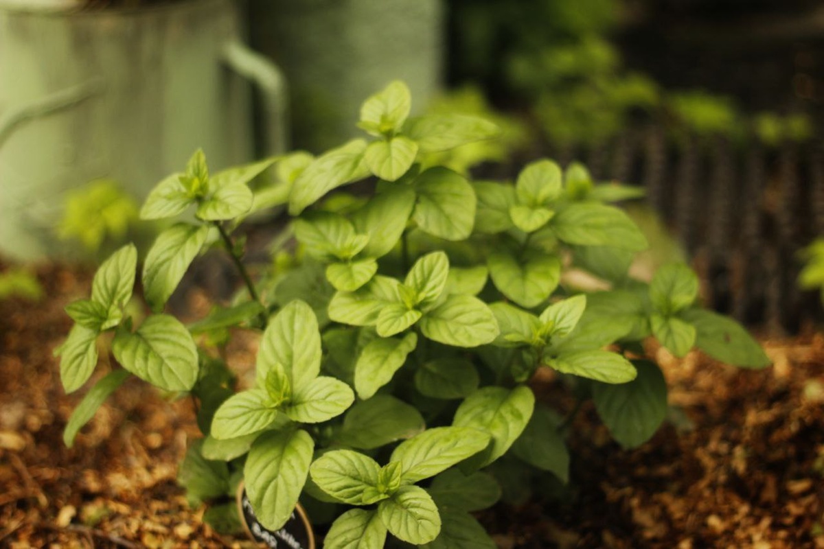 Магия апельсиновой мяты: аромат, который пленяет