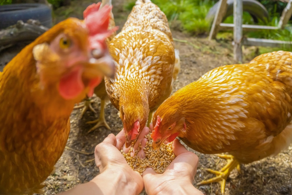 Увеличение яйценоскости: белковые кормления для кур зимой