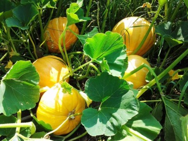 Удивительный компот из тыквы: легко и полезно