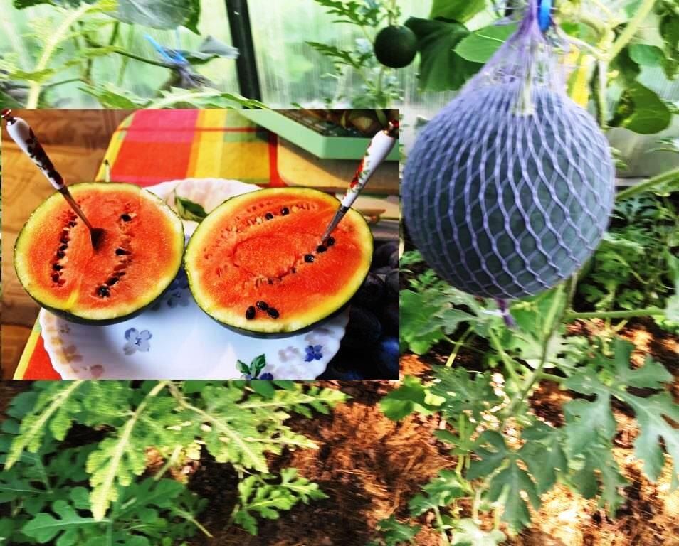 ��������� ������: ������� ��������� vertical �����������