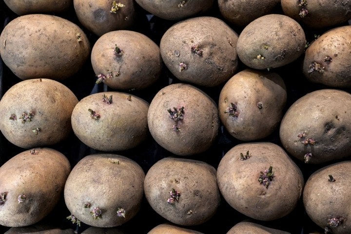 Как быстро прорастить картофель: секреты влажного проращивания