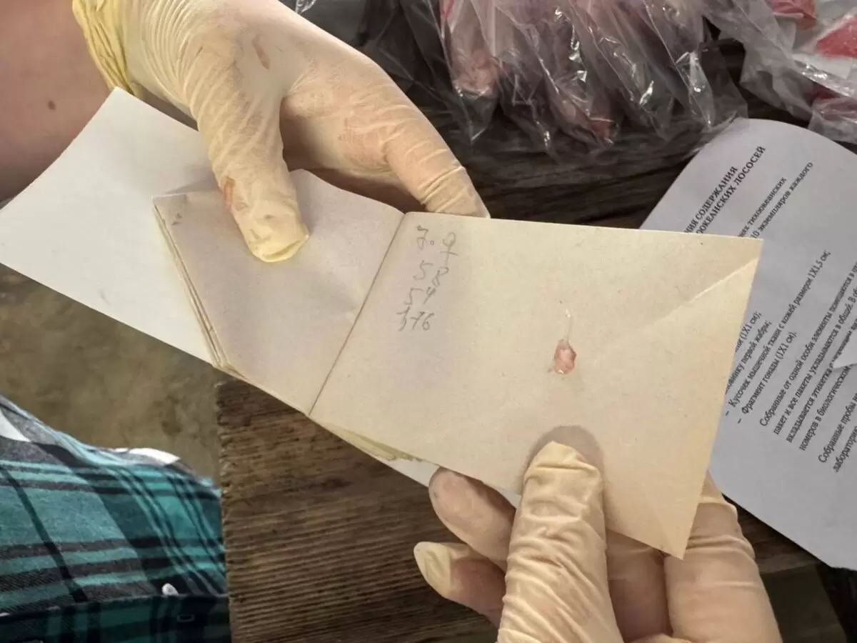 Специалисты «Главрыбвода» проводят детальное обследование лососевых в Озерках