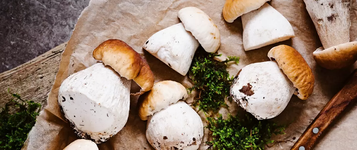 В поисках царя грибов: почему белые грибы завоевали сердца гурманов
