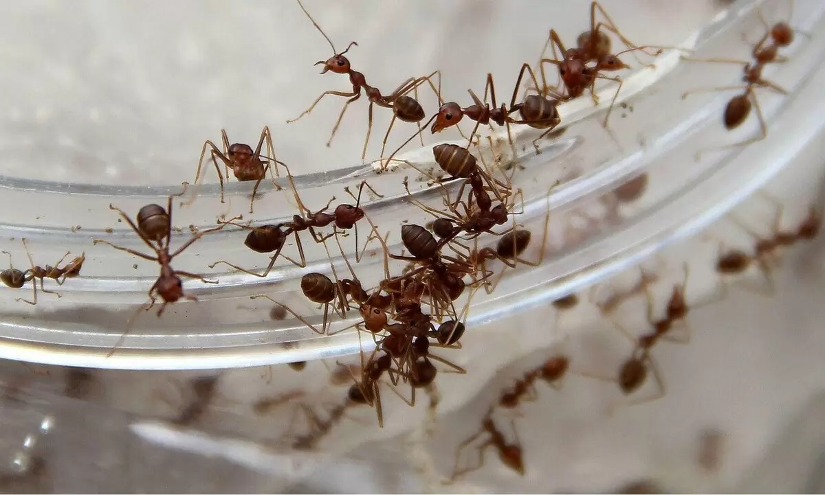 Десерты с муравьями: как Копенгаген удивляет кулинарным экспериментом