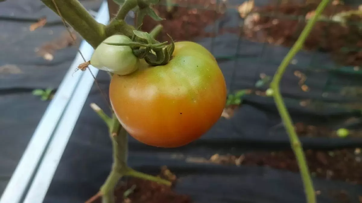 Как быстро и просто сделать малосолёные помидоры — идеальная закуска к летнему столу