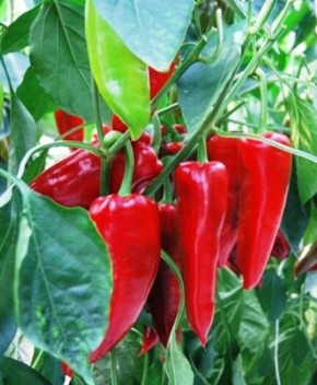 ������� ����� ��� ������: ��� 7 ������ ��� ������� �������