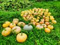 Тыквенные семечки: Как правильно их высушить и получить вкусный перекус