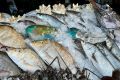 Описторхоз и карповые рыбы: что нужно знать, чтобы избежать опасности